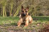 MALINOIS 1111